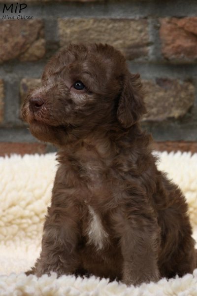 2011-05-28 Puppies Candy & Svet (39).jpg